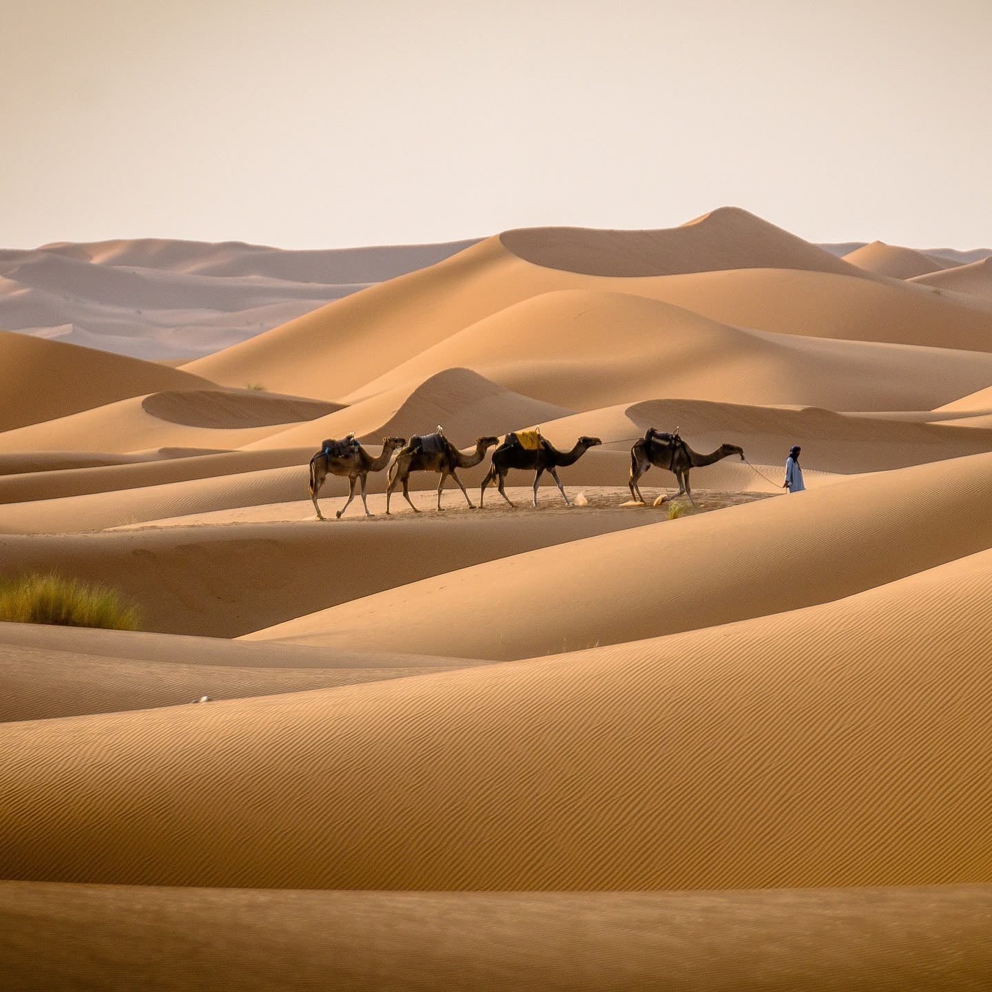 Camel trek in the Erg Chebbi dunes, Merzouga