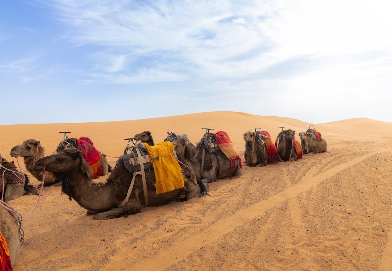 Camel trek in the Erg Chebbi dunes, Merzouga